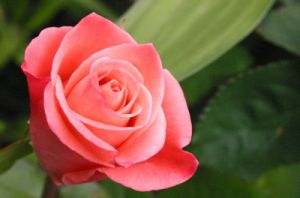 роза уход посадка плетистакя шток кустовая парковая садовая