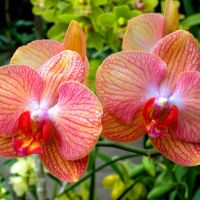 Красота в доме - ухаживаем за орхидеями в домашних условиях